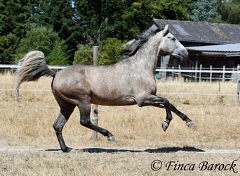 PRE Mestizo, Caballo castrado, 4 años, 162 cm, Tordo