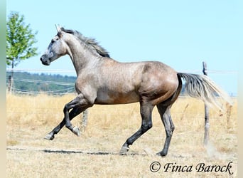 PRE Mestizo, Caballo castrado, 4 años, 162 cm, Tordo