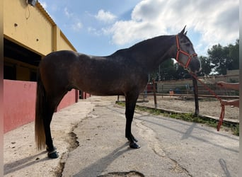PRE Mestizo, Caballo castrado, 4 años, 162 cm, Tordo