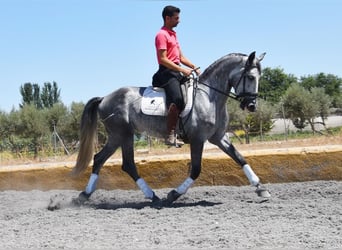 PRE, Caballo castrado, 4 años, 162 cm, Tordo