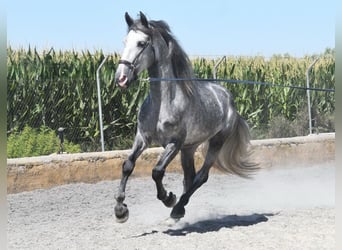 PRE, Caballo castrado, 4 años, 162 cm, Tordo