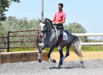 PRE, Caballo castrado, 4 años, 162 cm, Tordo