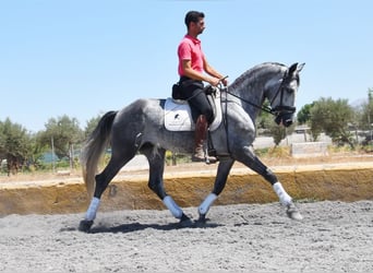 PRE, Caballo castrado, 4 años, 162 cm, Tordo