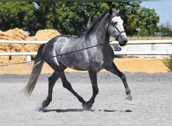 PRE, Caballo castrado, 4 años, 162 cm, Tordo