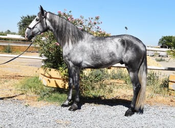 PRE, Caballo castrado, 4 años, 162 cm, Tordo