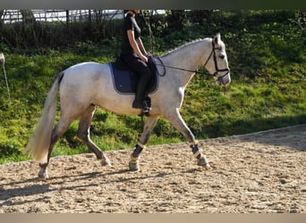 PRE, Caballo castrado, 4 años, 162 cm, Tordo