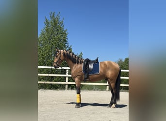PRE Mestizo, Caballo castrado, 4 años, 163 cm, Bayo