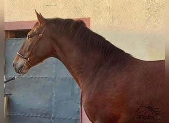 PRE Mestizo, Caballo castrado, 4 años, 163 cm, Castaño