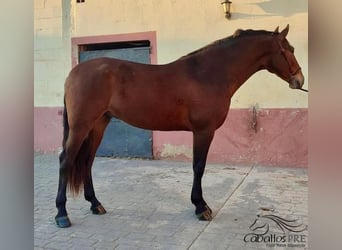 PRE Mestizo, Caballo castrado, 4 años, 163 cm, Castaño