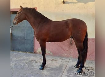 PRE Mestizo, Caballo castrado, 4 años, 163 cm, Castaño