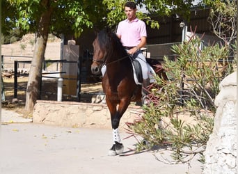 PRE, Caballo castrado, 4 años, 163 cm, Castaño oscuro