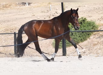 PRE Mestizo, Caballo castrado, 4 años, 163 cm, Castaño oscuro