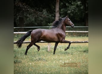 PRE Mestizo, Caballo castrado, 4 años, 163 cm, Negro