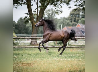 PRE Mestizo, Caballo castrado, 4 años, 163 cm, Negro