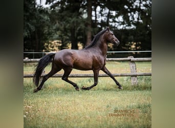 PRE Mestizo, Caballo castrado, 4 años, 163 cm, Negro