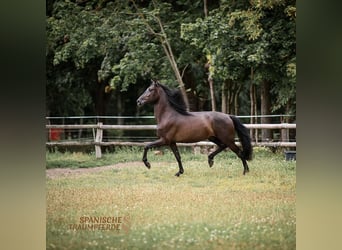 PRE Mestizo, Caballo castrado, 4 años, 163 cm, Negro