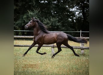 PRE Mestizo, Caballo castrado, 4 años, 163 cm, Negro