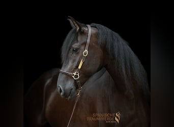 PRE Mestizo, Caballo castrado, 4 años, 163 cm, Negro