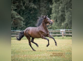 PRE Mestizo, Caballo castrado, 4 años, 163 cm, Negro