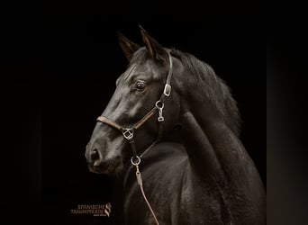 PRE Mestizo, Caballo castrado, 4 años, 163 cm, Negro