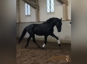PRE Mestizo, Caballo castrado, 4 años, 163 cm, Negro