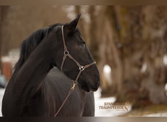PRE Mestizo, Caballo castrado, 4 años, 163 cm, Negro