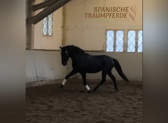 PRE Mestizo, Caballo castrado, 4 años, 163 cm, Negro