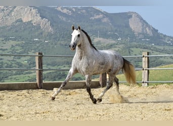 PRE Mestizo, Caballo castrado, 4 años, 163 cm, Tordo