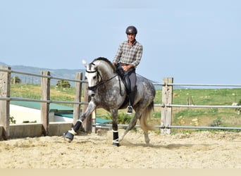 PRE Mestizo, Caballo castrado, 4 años, 163 cm, Tordo