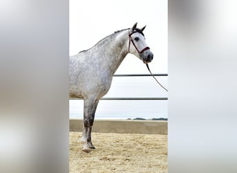 PRE Mestizo, Caballo castrado, 4 años, 163 cm, Tordo