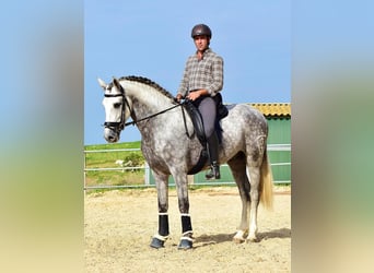 PRE Mestizo, Caballo castrado, 4 años, 163 cm, Tordo