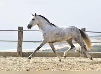 PRE Mestizo, Caballo castrado, 4 años, 163 cm, Tordo