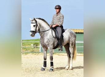 PRE Mestizo, Caballo castrado, 4 años, 163 cm, Tordo