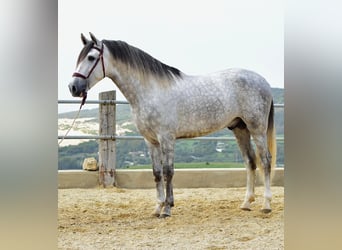 PRE Mestizo, Caballo castrado, 4 años, 163 cm, Tordo