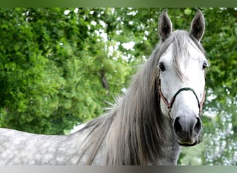 PRE, Caballo castrado, 4 años, 163 cm, Tordo