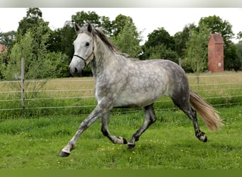 PRE, Caballo castrado, 4 años, 163 cm, Tordo