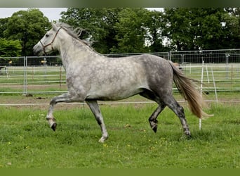 PRE, Caballo castrado, 4 años, 163 cm, Tordo