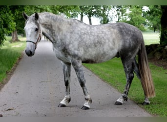 PRE, Caballo castrado, 4 años, 163 cm, Tordo