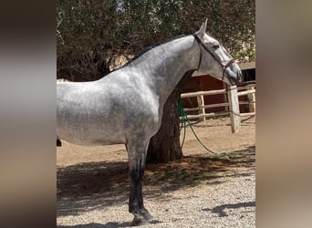 PRE Mestizo, Caballo castrado, 4 años, 163 cm, Tordo rodado