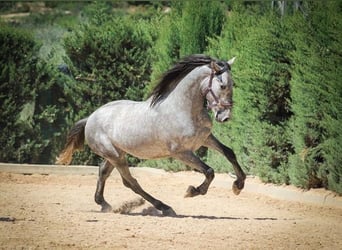 PRE Mestizo, Caballo castrado, 4 años, 163 cm, Tordo rodado