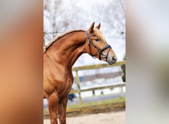 PRE Mestizo, Caballo castrado, 4 años, 164 cm, Alazán