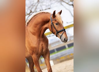 PRE Mestizo, Caballo castrado, 4 años, 164 cm, Alazán