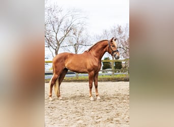 PRE Mestizo, Caballo castrado, 4 años, 164 cm, Alazán