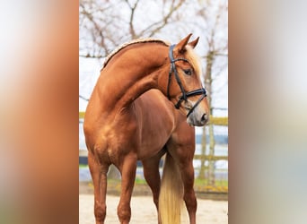 PRE Mestizo, Caballo castrado, 4 años, 164 cm, Alazán