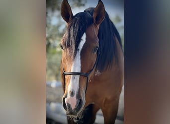 PRE, Caballo castrado, 4 años, 164 cm, Castaño