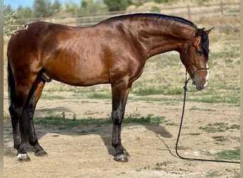 PRE, Caballo castrado, 4 años, 164 cm, Castaño