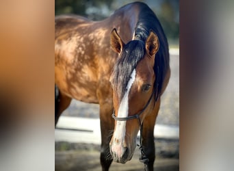 PRE, Caballo castrado, 4 años, 164 cm, Castaño