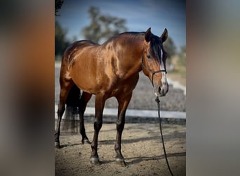 PRE, Caballo castrado, 4 años, 164 cm, Castaño