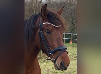 PRE, Caballo castrado, 4 años, 164 cm, Castaño oscuro