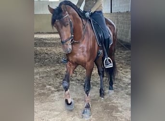 PRE, Caballo castrado, 4 años, 164 cm, Castaño oscuro